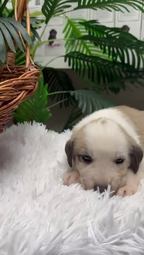 Mastín Español perros en venta: MASTIN ESPAÑOL - Video 2