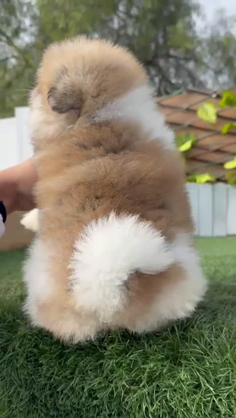 Pomerania perros en venta: POMERANIA HEMBRA - Video 2