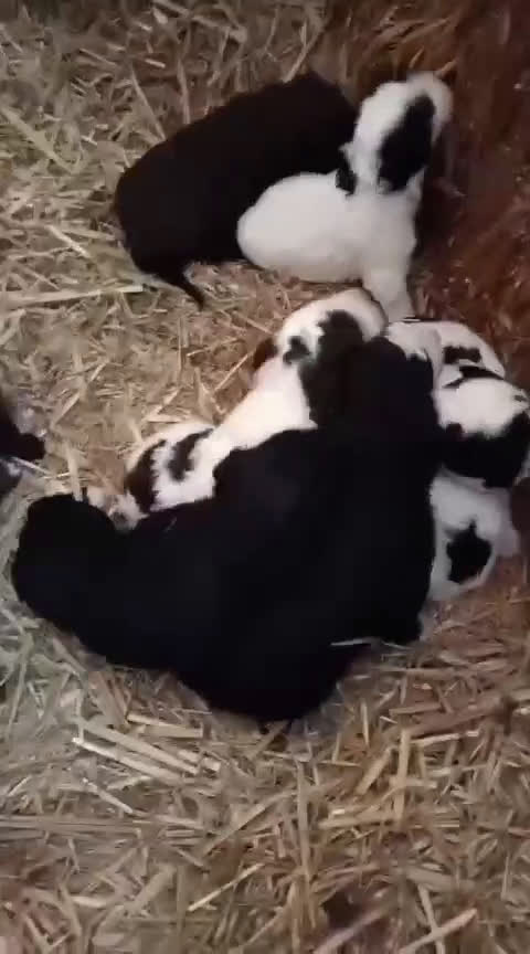 Perro de Agua Español perros en venta: PERRO DE AGUA ESPAÑOL - Video 1