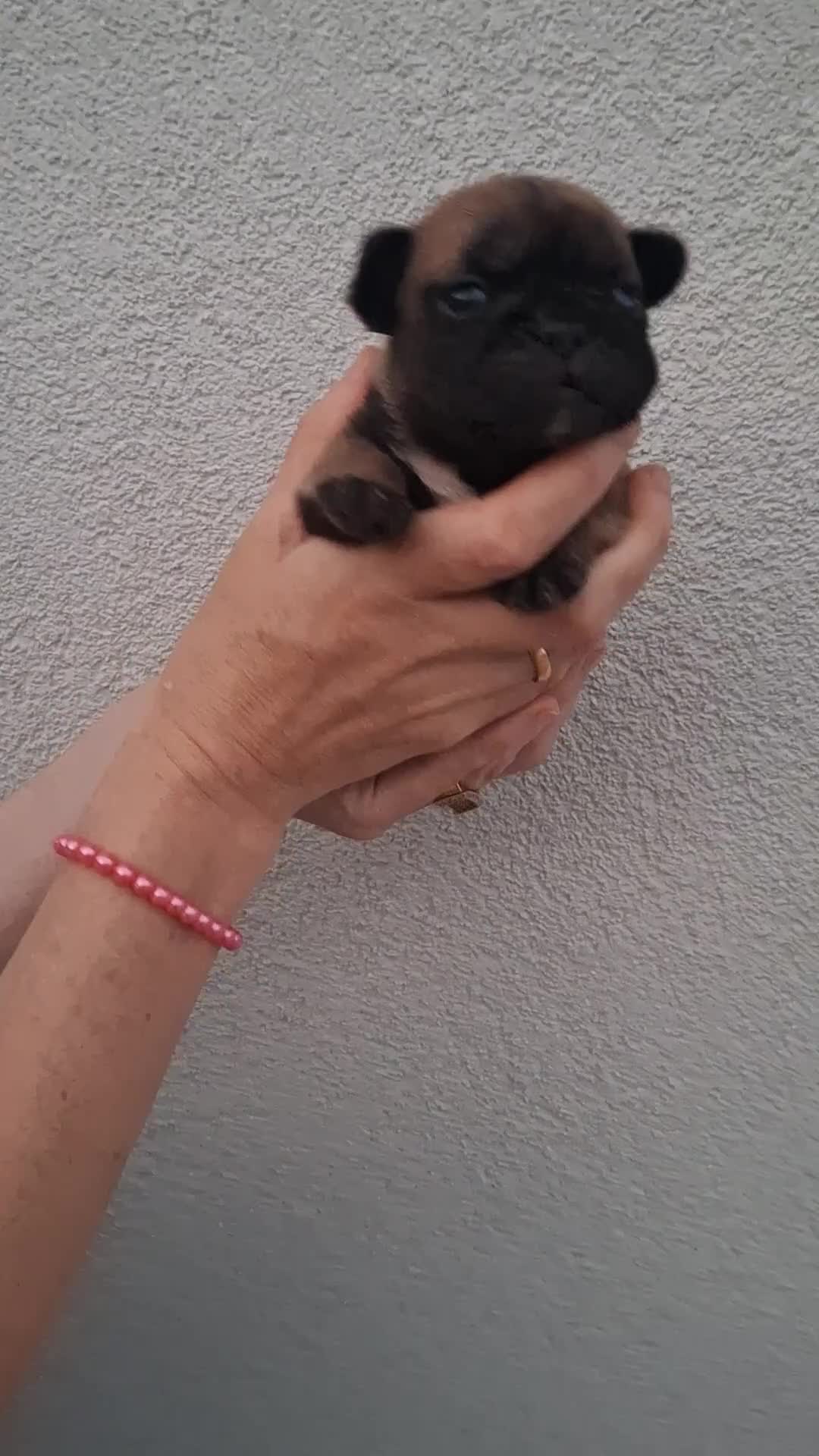 Bulldog Francés perros en venta: Cachorros Bulldog Frances - Video 3