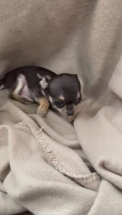 Chihuahua perros en venta: Chihuahua muy chiquitín macho disponible !! - Video 1