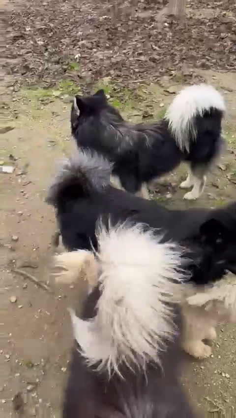 Pomsky perros en venta: POMSKY - Video 1