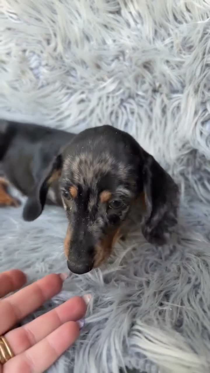 Teckel Miniatura perros en venta: Teckel mini - Video 1