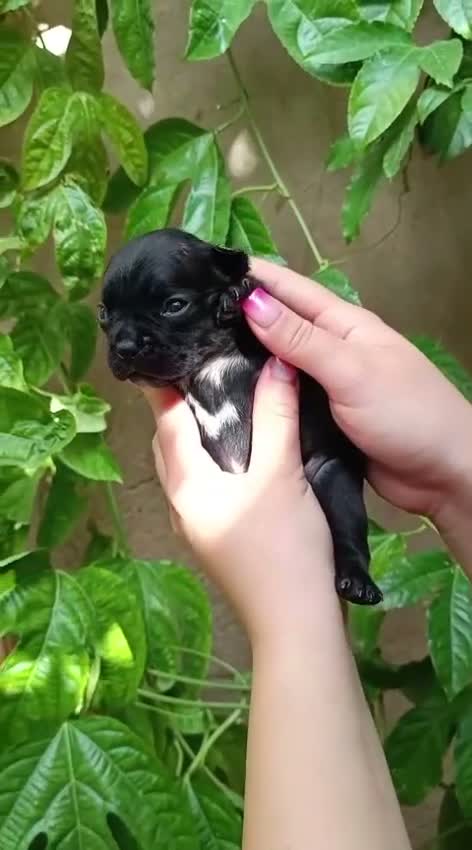 Bulldog Francés perros en venta: Bulldog frances - Video 3