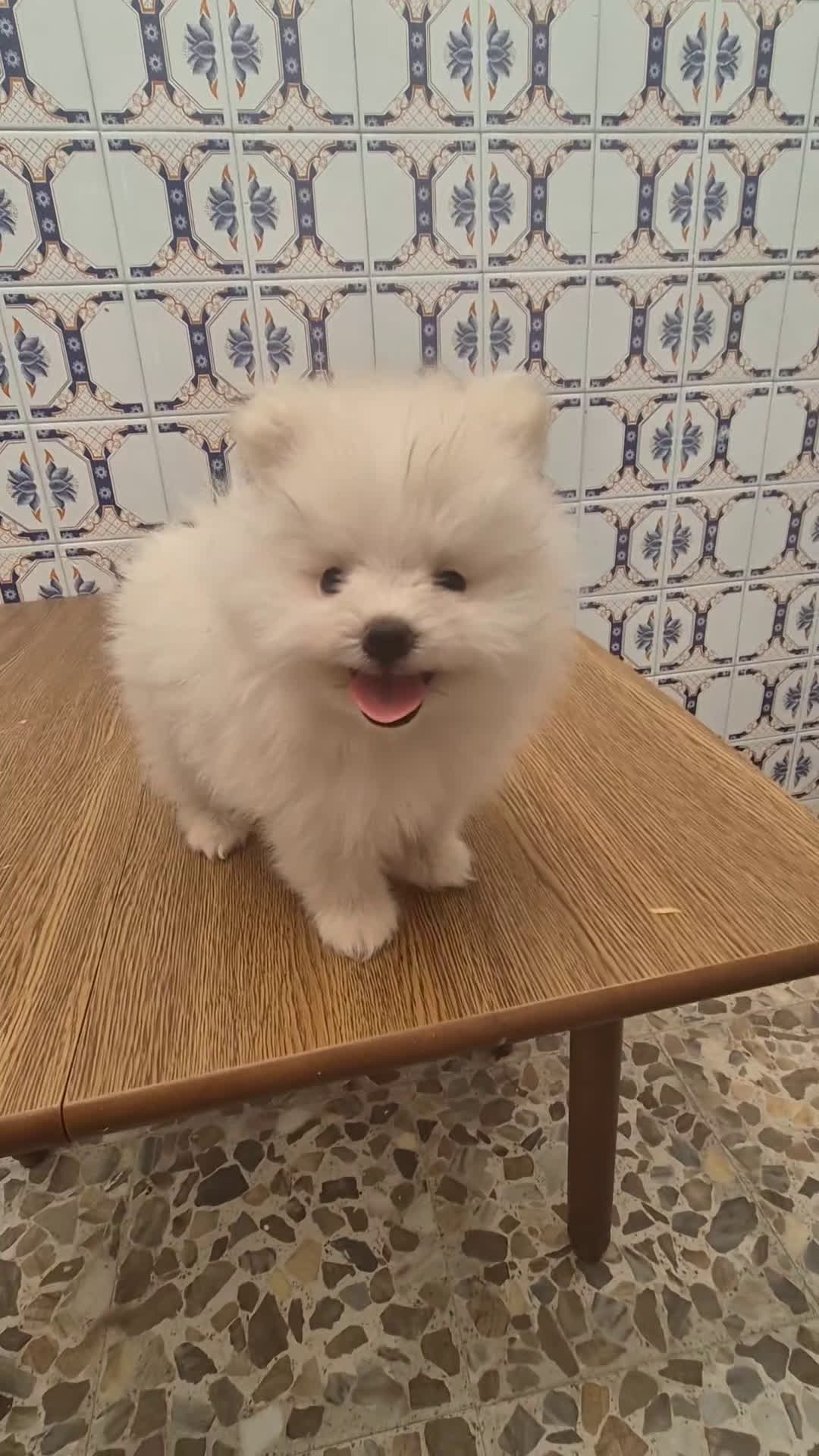 Pomerania perros en venta: Pomerania lulu mini hembra  - Video 1