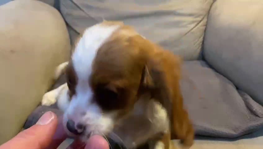 Cavapoo perros en venta:  Cahorros raza Cavapoo en Granada - Video 3