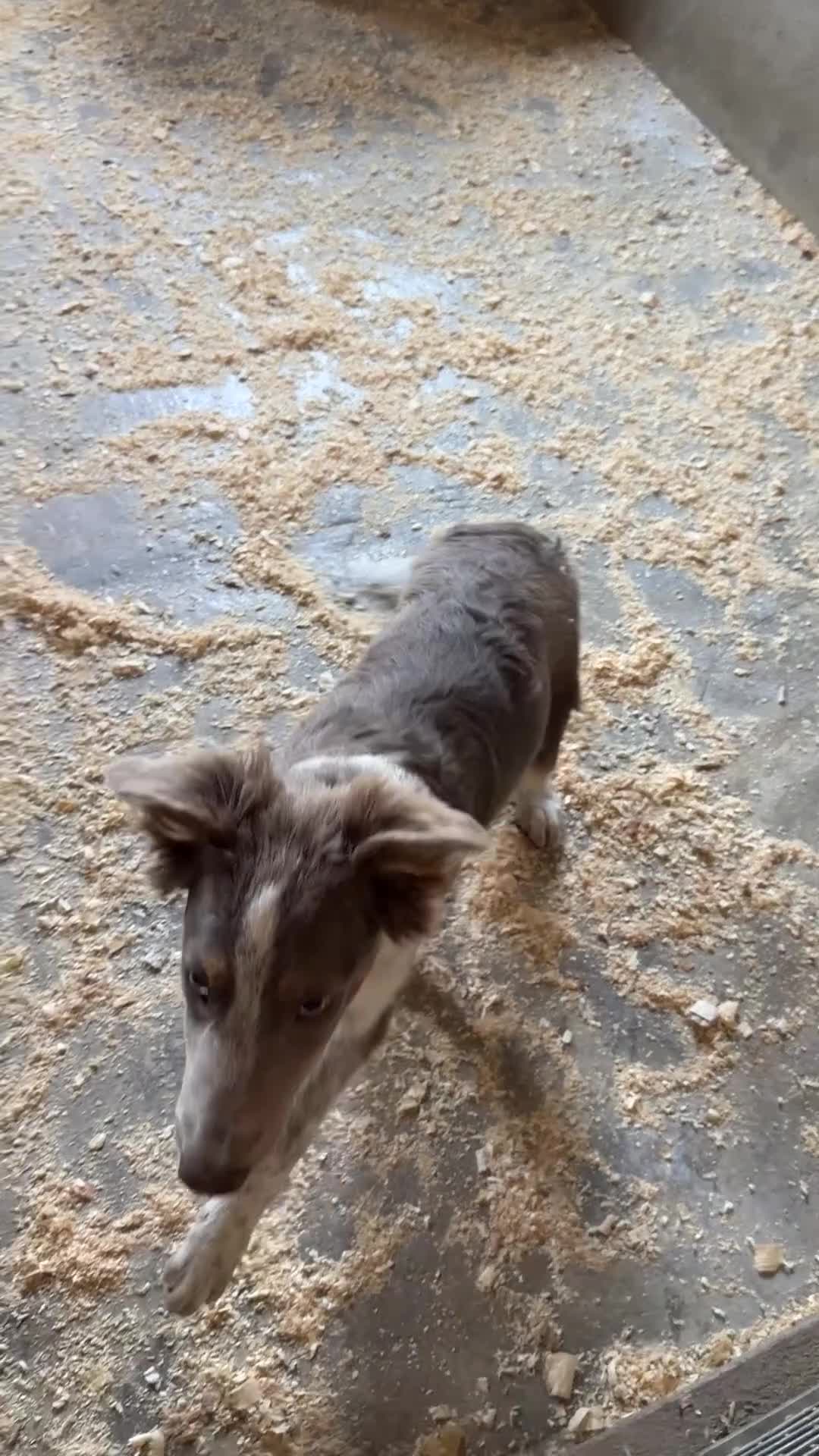 Border Collie perros en venta: Border collie económico  - Video 1