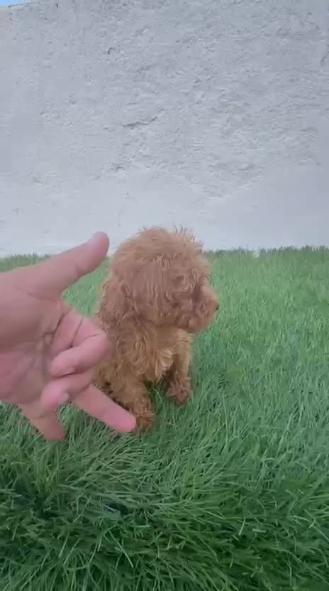 Caniche Toy perros en venta: Caniche mini toy  - Video 1