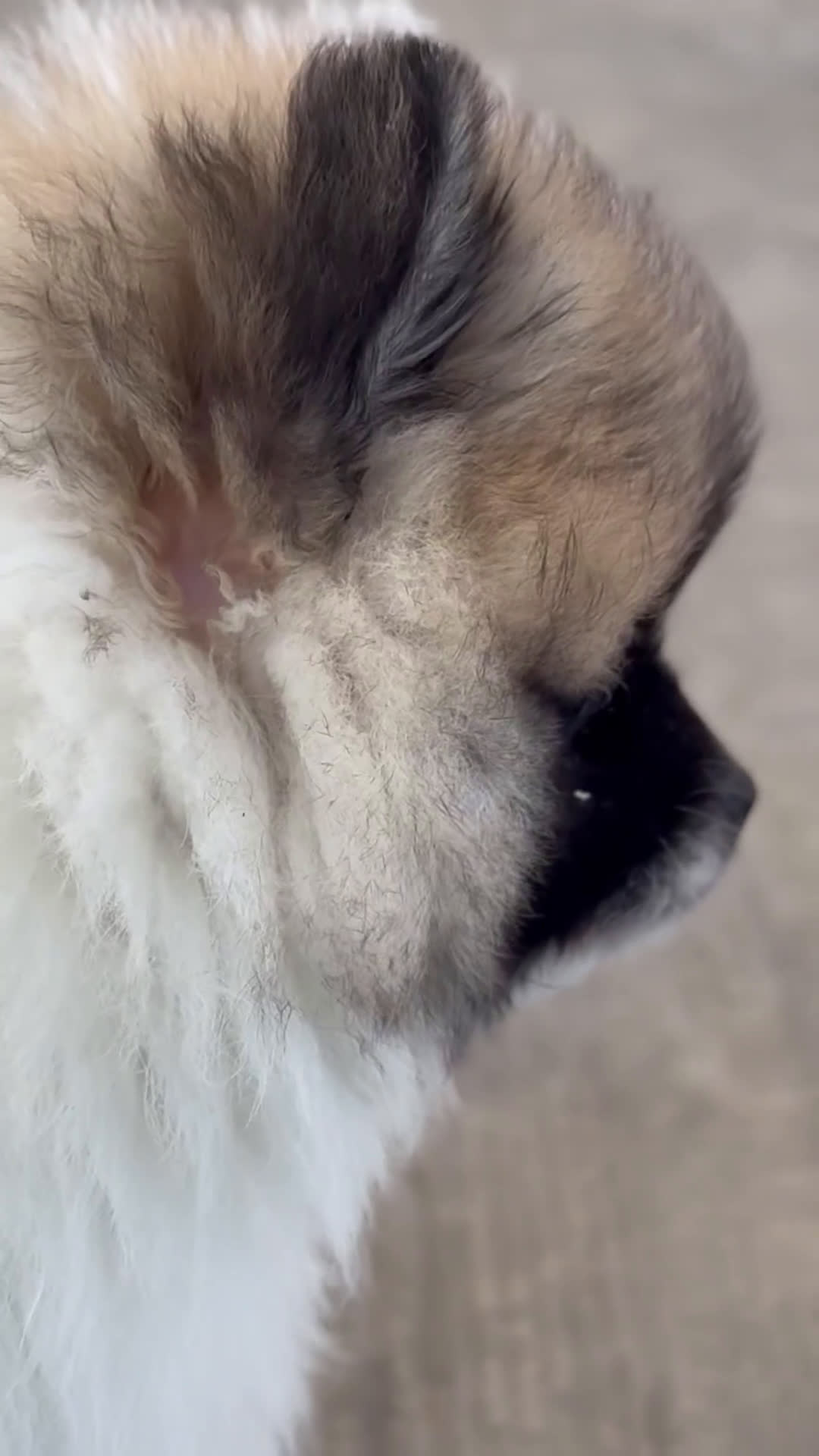 Pomerania perros en venta: 🐾 Roscón, Monk y Prodigy – Pomerania únicos 🐾 - Video 1