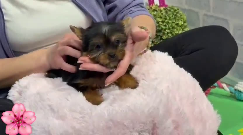 Yorkshire Terrier perros en venta: Yorkshire terrier - Video 3