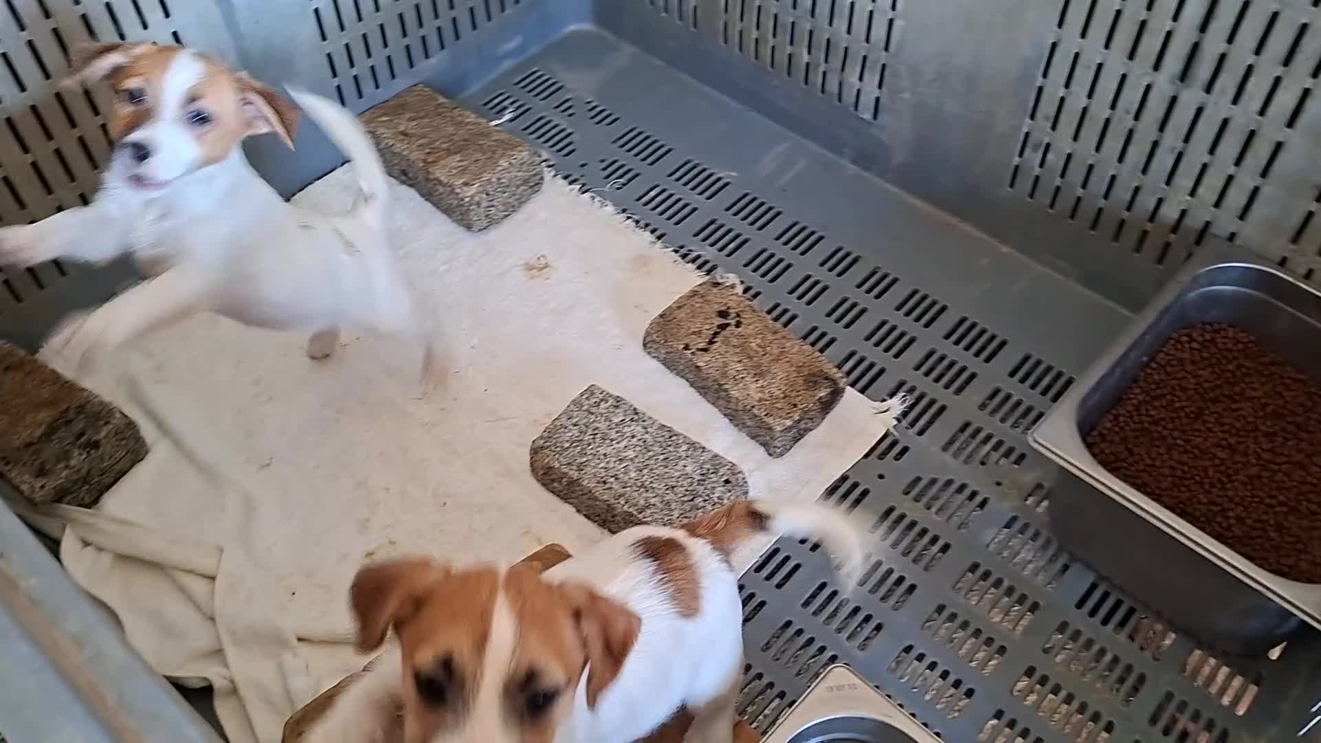 Jack Russell Terrier perros en venta: CACHORROS DE JACK RUSSELL - Video 1