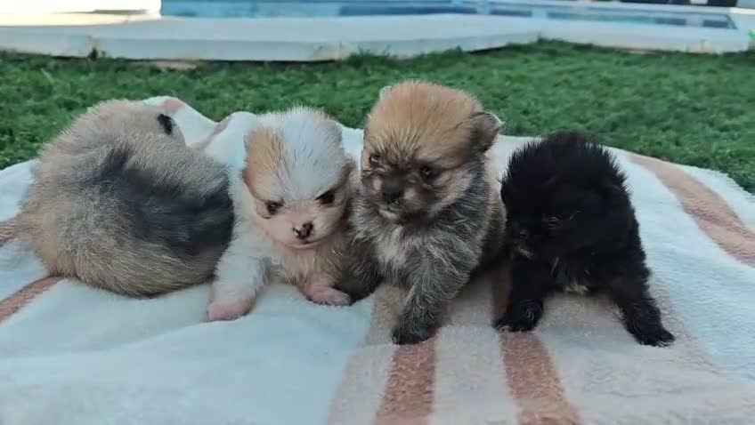 Pomerania perros en venta: Pomerania - Video 2