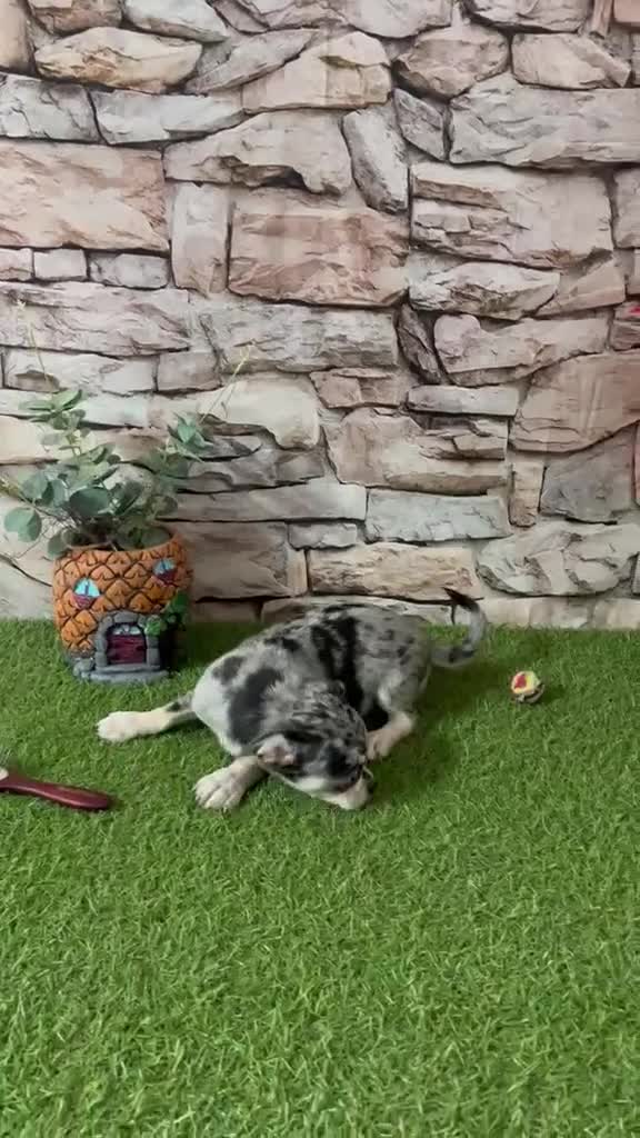 Chihuahua perros en venta: CHIHUAHUA MERLÉ EXÓTICO - Video 1
