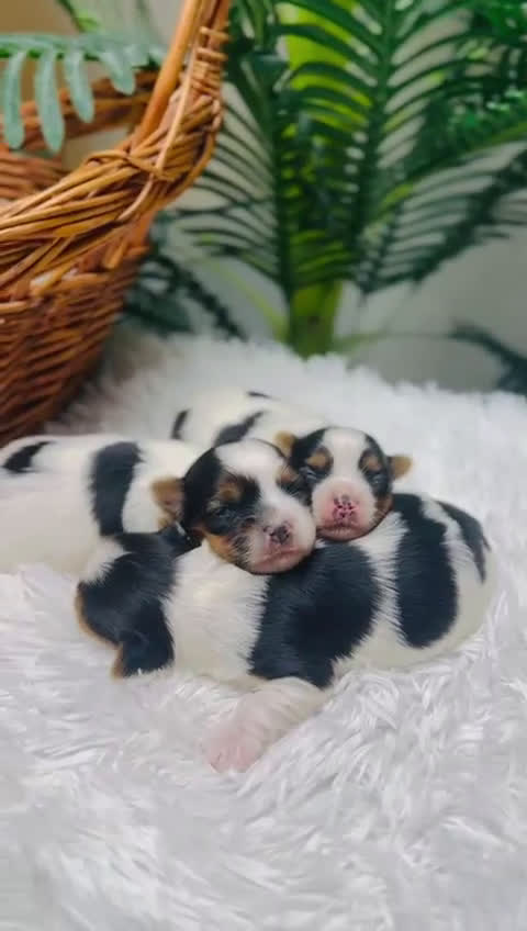 Yorkshire Terrier perros en venta: YORKSHIRE BIEWER HEMBRA - Video 2