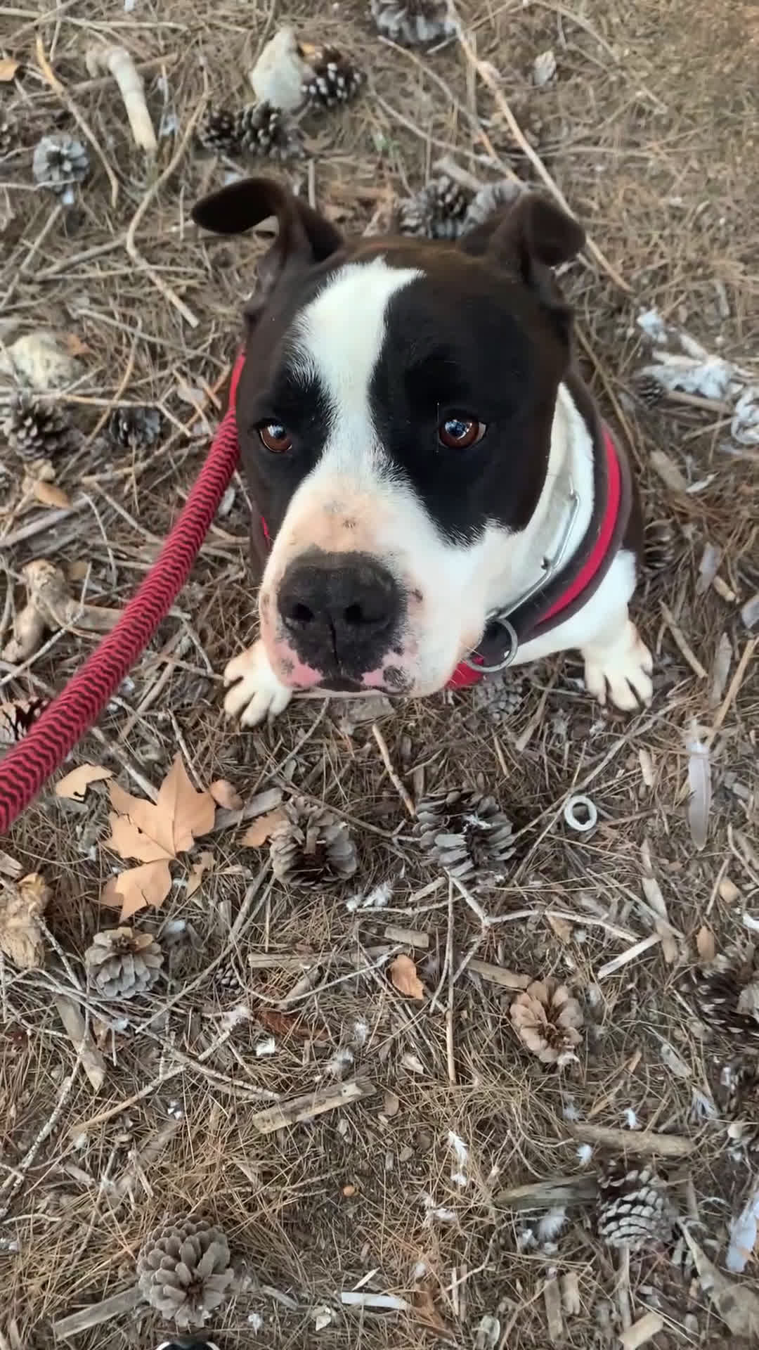 American Staffordshire-Terrier perros en adopcion: GULLIVER ❤️ en Adopción  - Video 3
