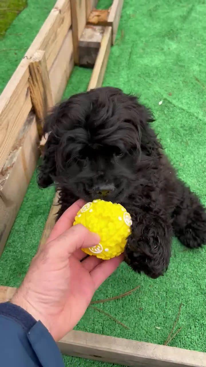 Cocker Spaniel Americano perros en venta: Cocker machos 5 meses - Video 2