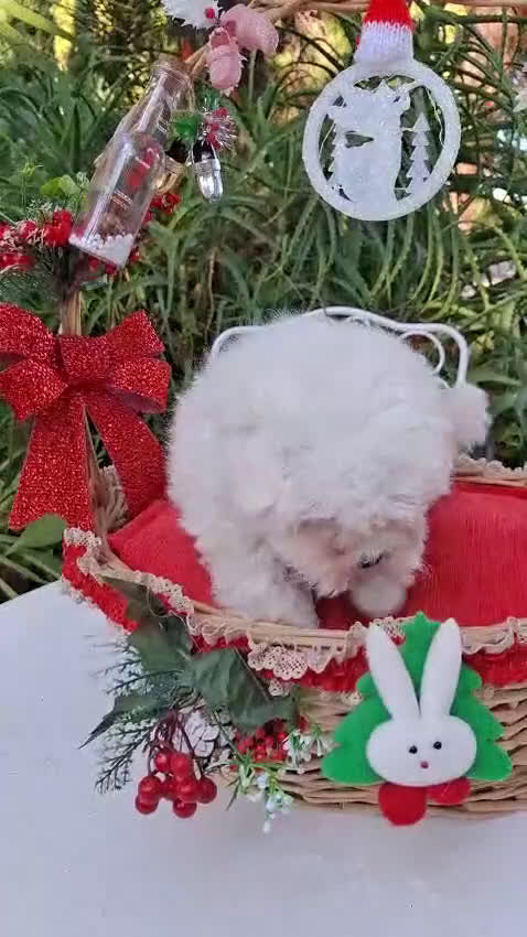 Bichón Maltés perros en venta: Bichon Maltés línea coreana - Video 1