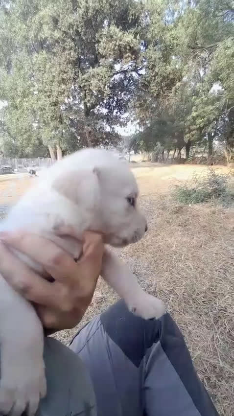 Labrador Retriever perros en venta: Precisosos Labrador Retriever - Video 1