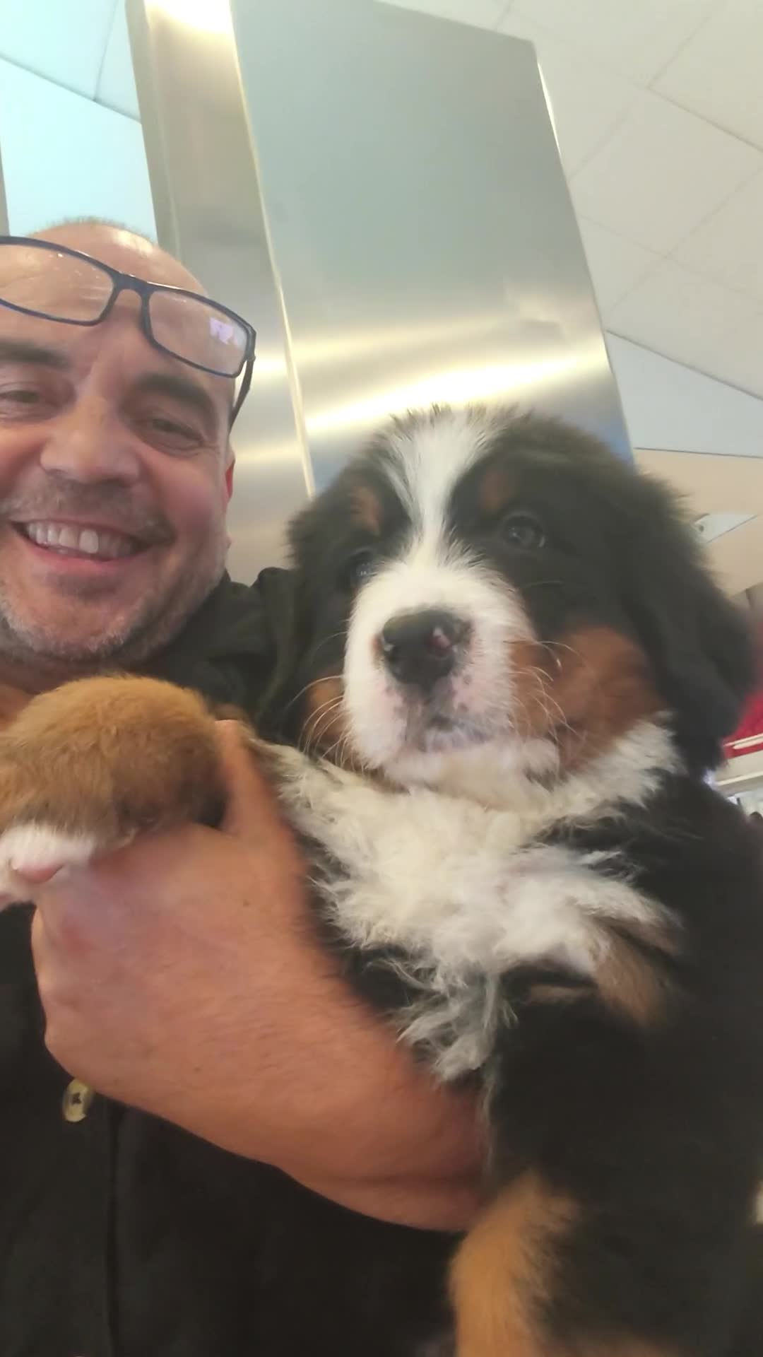 Boyero de Berna perros en venta: BOYERO DE BERNA 2 hembras  - Video 3