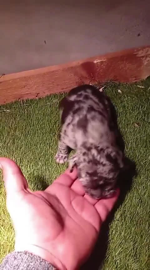 Bulldog Francés perros en venta: Bulldog francés  - Video 5