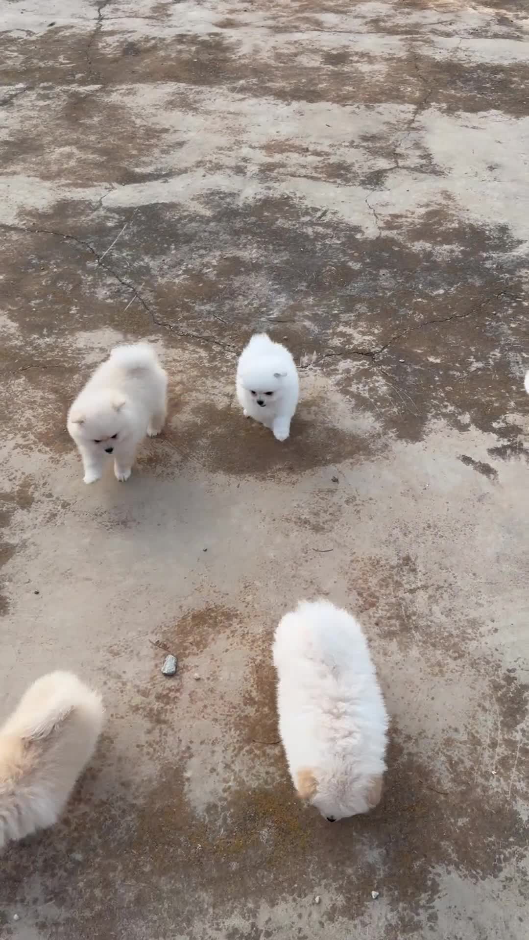 Pomerania perros en venta: Cachorros Pomerania criados en ambiente familiar  - Video 2