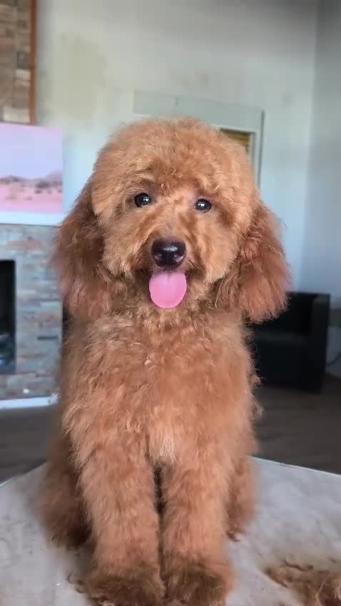 Caniche Enano perros en venta: Caniche enano - Video 1