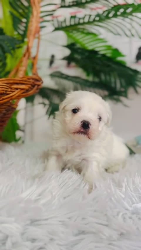 Bichón Maltés perros en venta: BICHON MALTES MACHO - Video 1