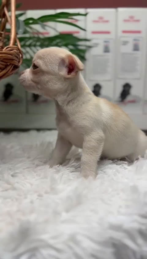 Chihuahua perros en venta: CHIHUAHUA MACHO - Video 2
