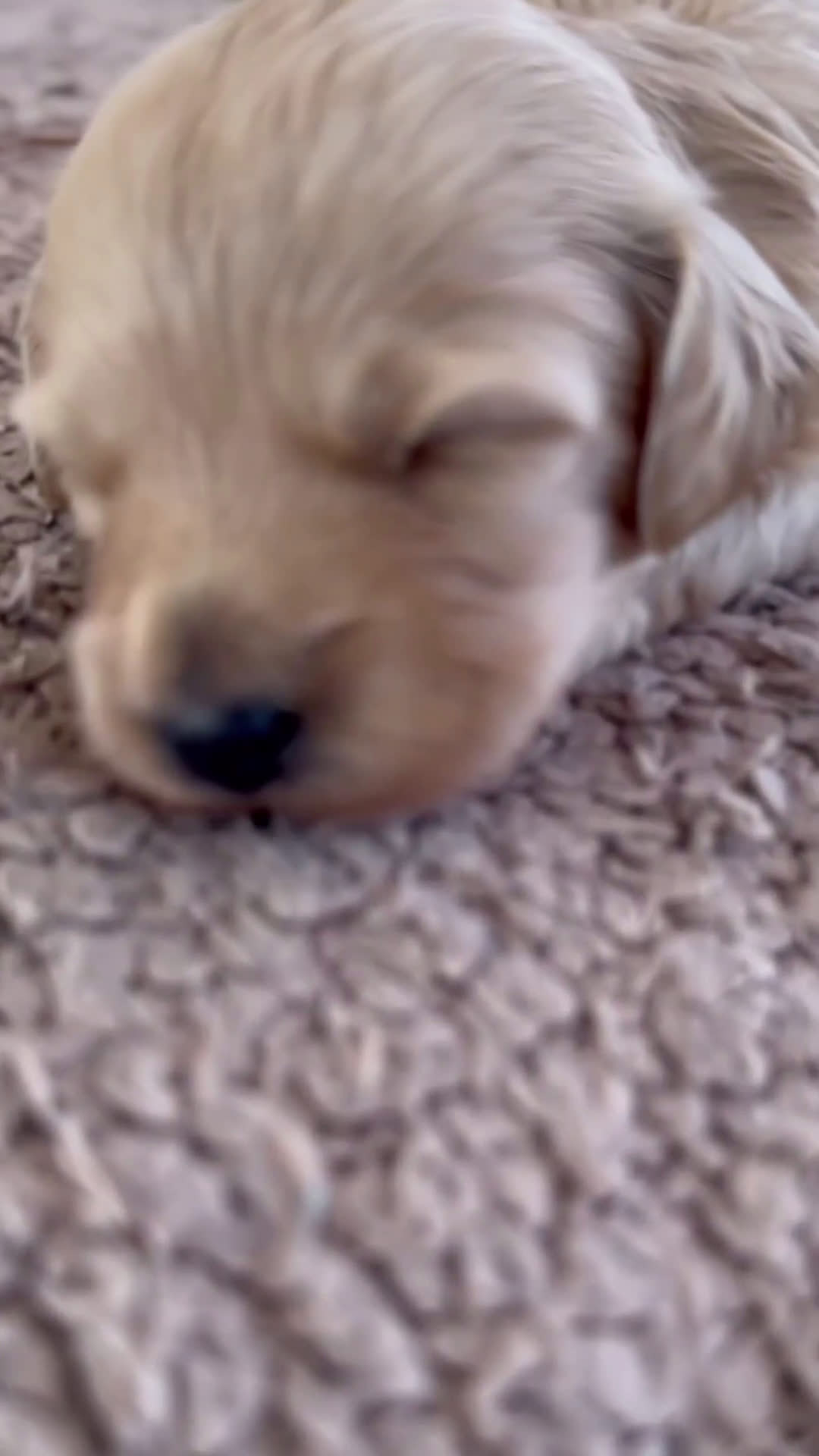 Maltipoo perros en venta: 🌸 Pequeña Grey – Maltipoo hembra crema claro 🌸 - Video 1