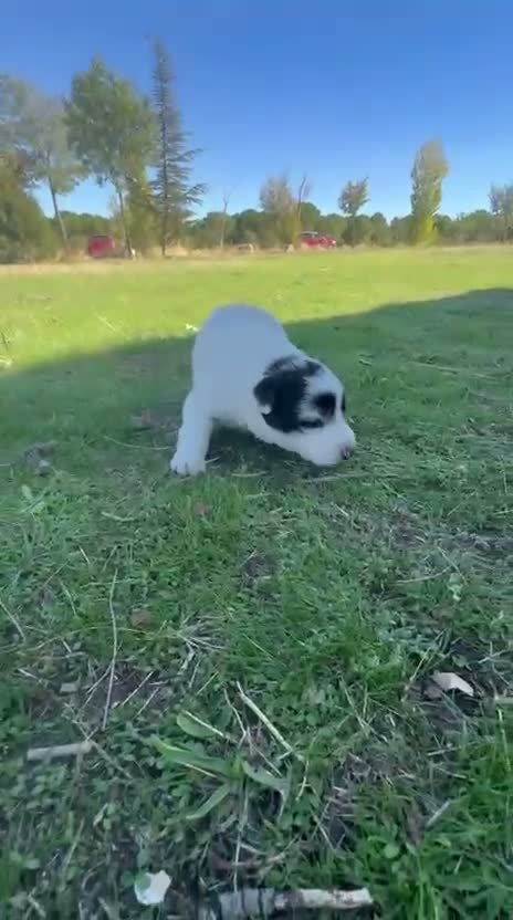 Border Collie perros en venta: Border collie - Video 1