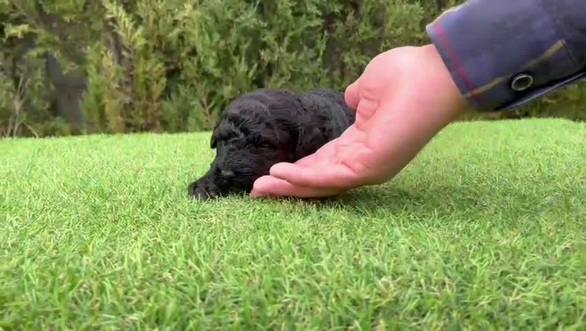 Perro de Agua Español perros en venta: Cachorros de perro de agua  - Video 2