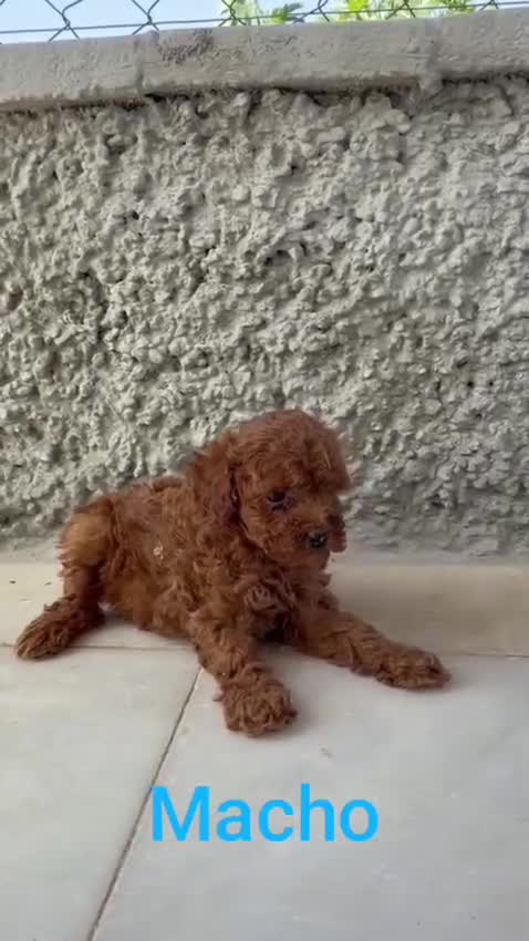 Caniche Toy perros en venta: Camada de caniches toy  - Video 4