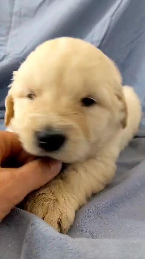 Golden Retriever perros en venta: Preciosos cachorros de golden retriever - Video 4