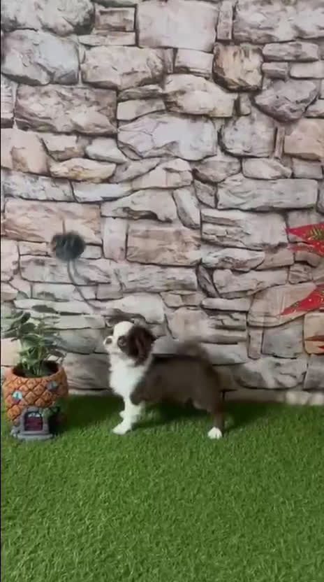 Chihuahua perros en venta: CHIHUAHUA TOY CHOCOLATE PELO LARGO - Video 1