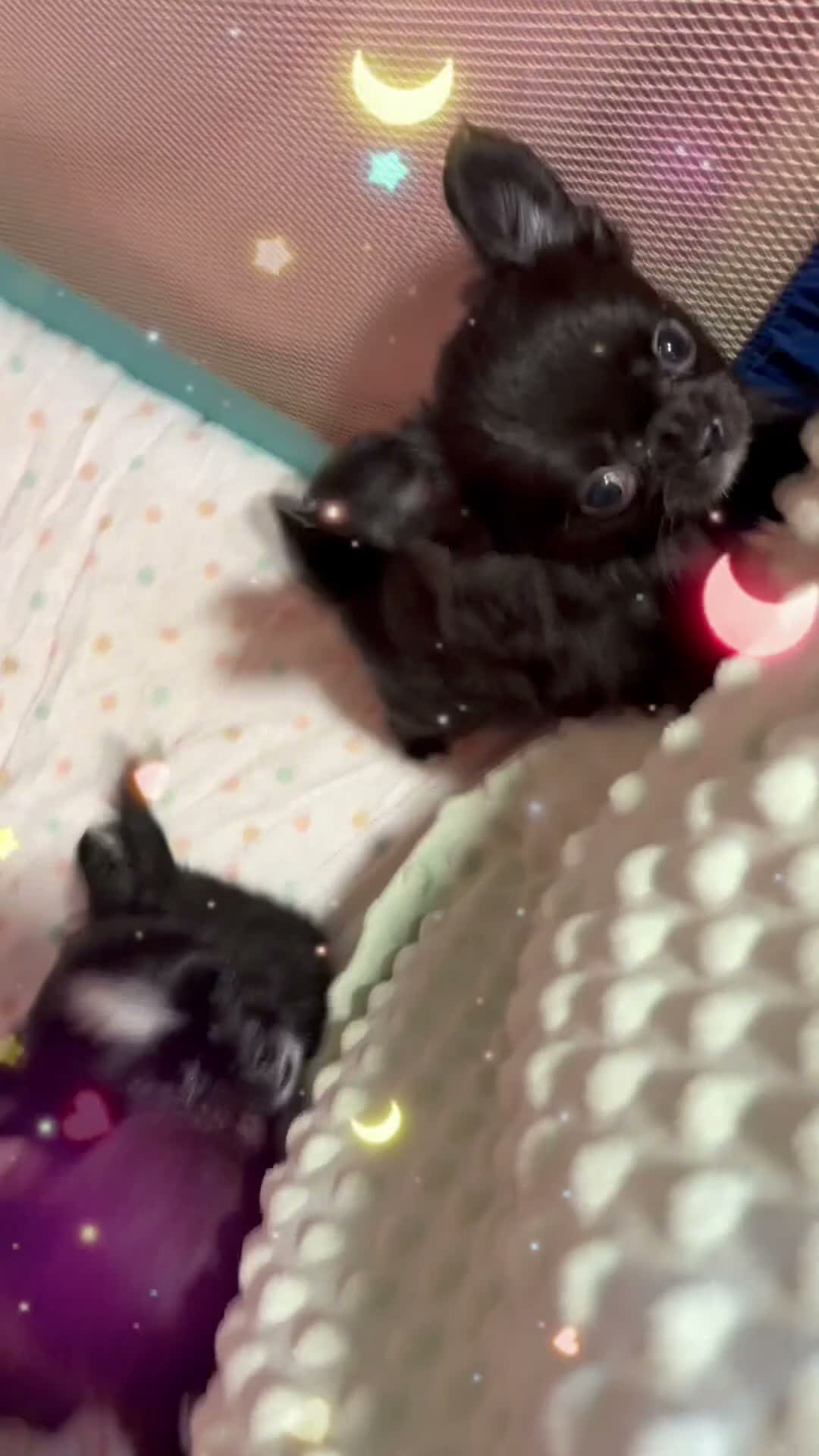 Chihuahua perros en venta: Cachorro to chihuahua pelo largo - Video 1