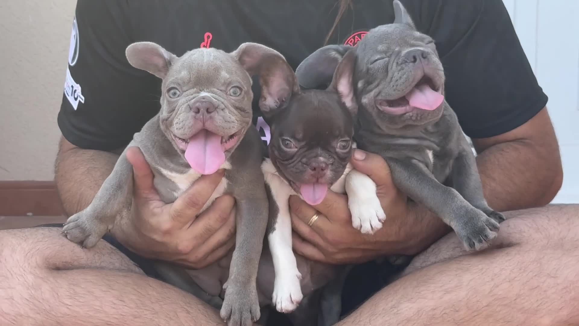 Bulldog Francés perros en venta: Bulldog francés exótico  - Video 1