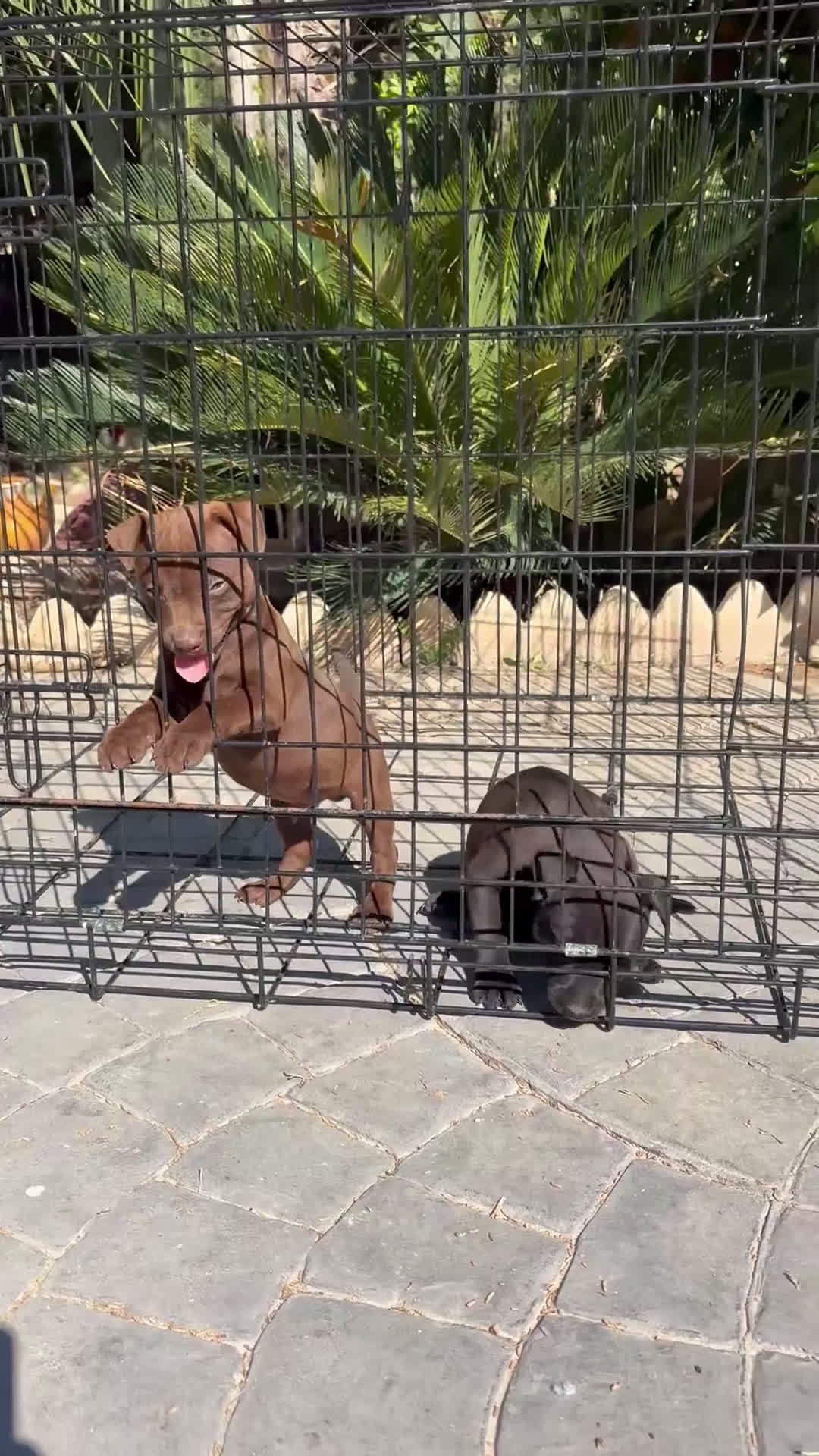 Jack Russell Terrier perros en venta: Cachorras Patterdale terrier  - Video 1