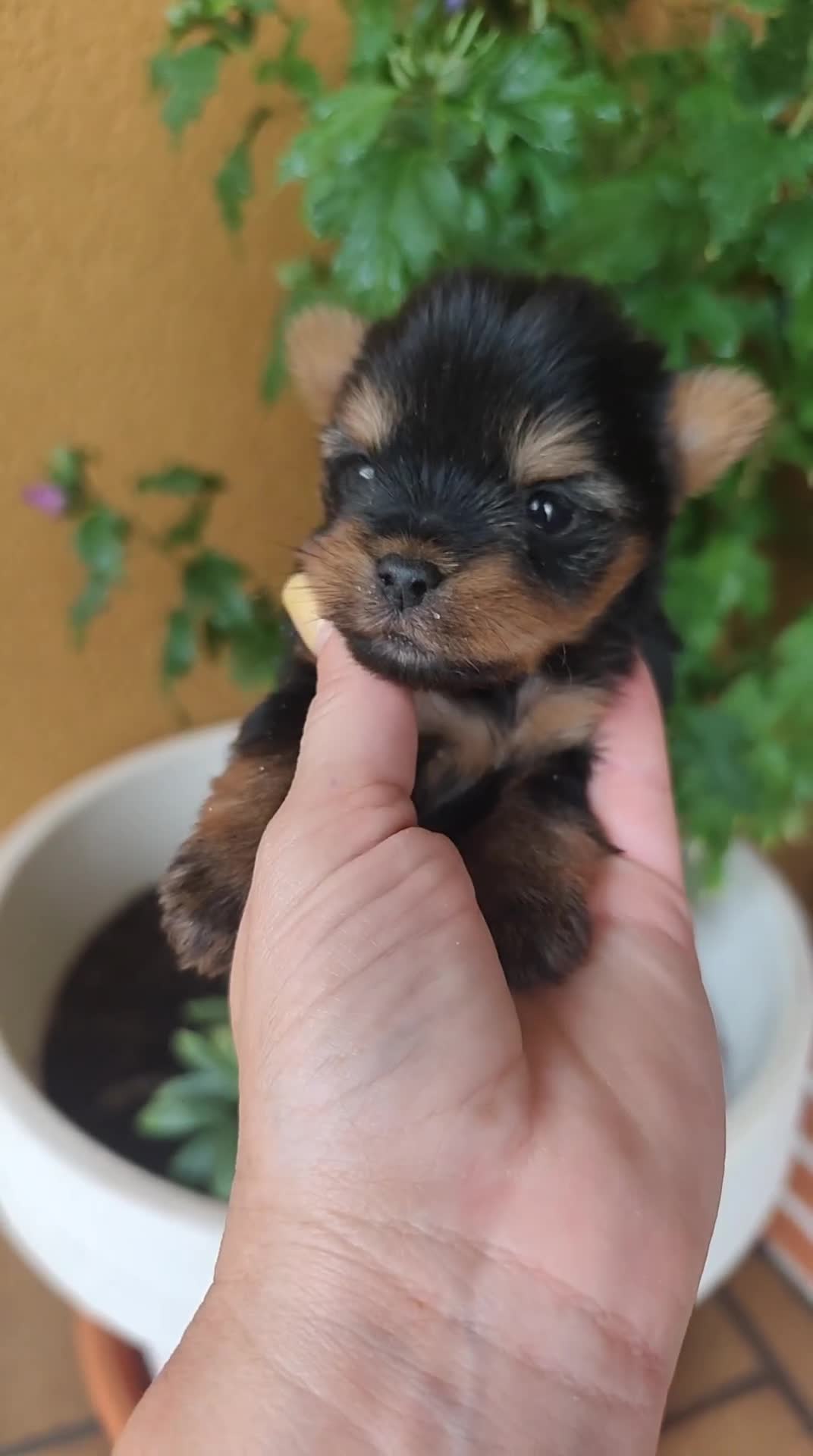 Yorkshire Terrier perros en venta: Yorkshire terrier  en Álava - Video 1