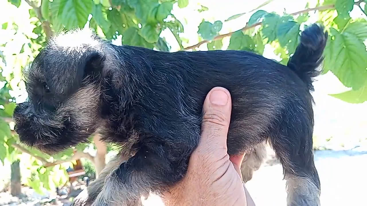 Schnauzer Miniatura perros en venta: Schnauzer Mini  - Video 1