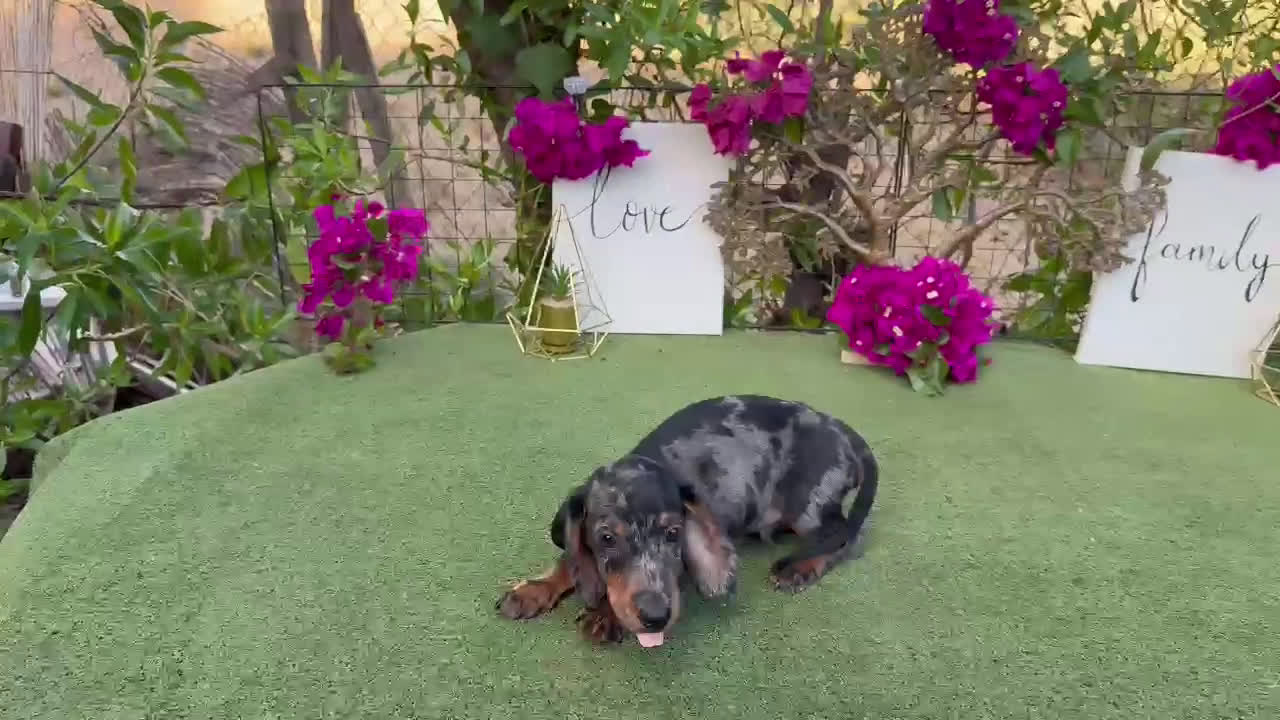 Teckel Miniatura perros en venta: Teckel kanichen machos espectaculares  - Video 1