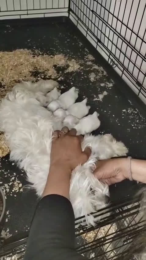 Bichón Maltés perros en venta: Bichón Maltes - Video 3