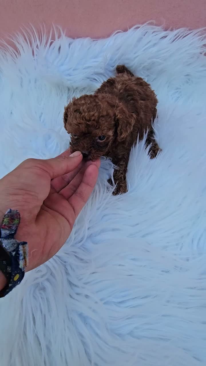 Caniche Toy perros en venta: CACHORROS LINEA ASIATICA en Sevilla - Video 4