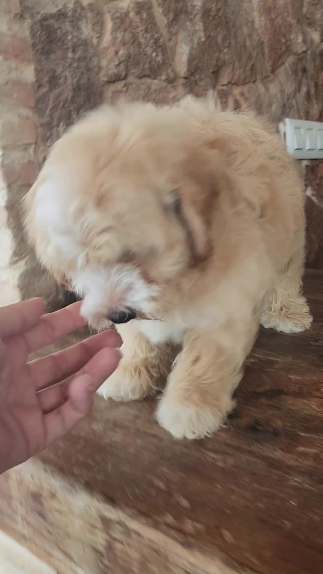 Maltipoo perros en venta: Maltipoo machito precio real - Video 2