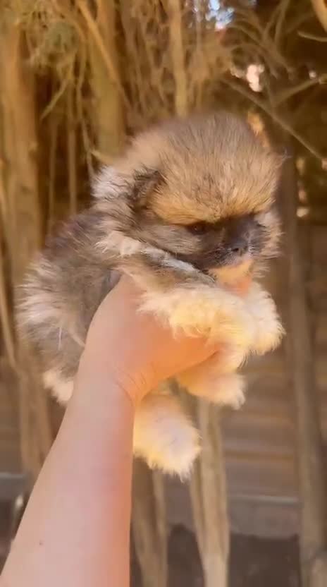 Pomerania perros en venta: POMERANIA MACHO - Video 1