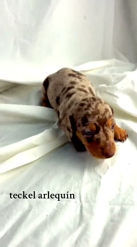 Teckel Miniatura perros en venta: Teckel canichen - Video 1