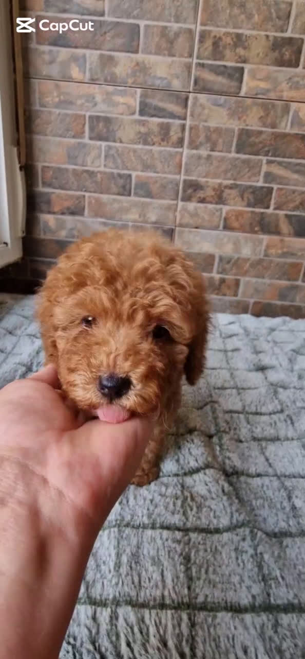 Caniche Enano perros en venta: Macho rojo pimentón  - Video 1
