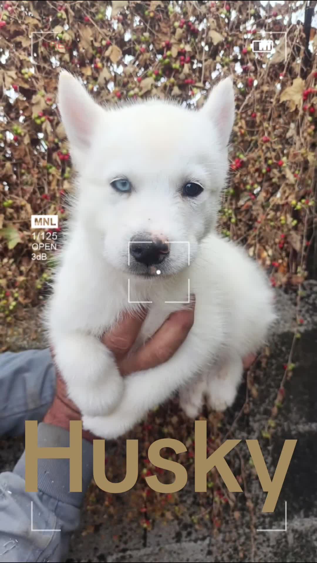 Husky Siberiano perros en venta: Husky Siberiano en Salamanca - Video 2