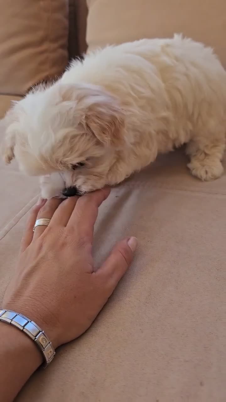 Bichón Maltés perros en venta: Bichon maltés precio real - Video 2