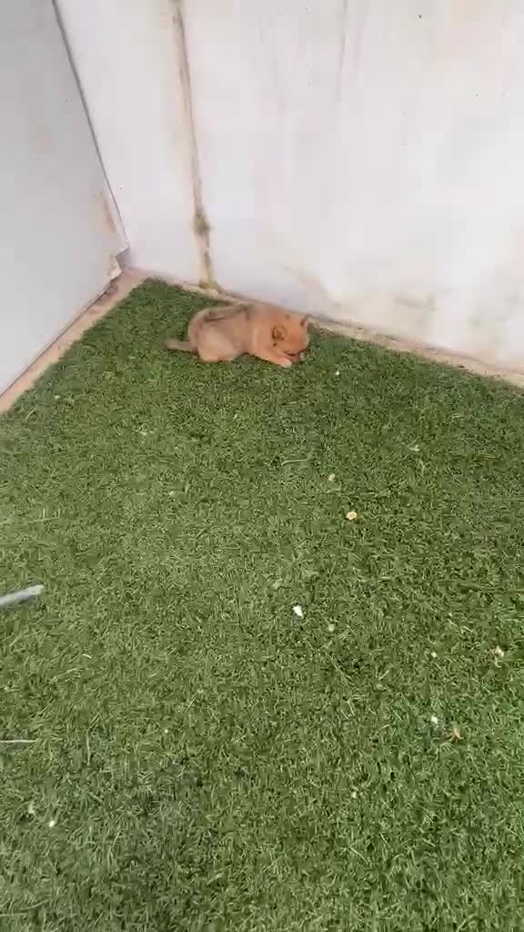 Pomerania perros en venta: Pomerania macho merle - Video 1
