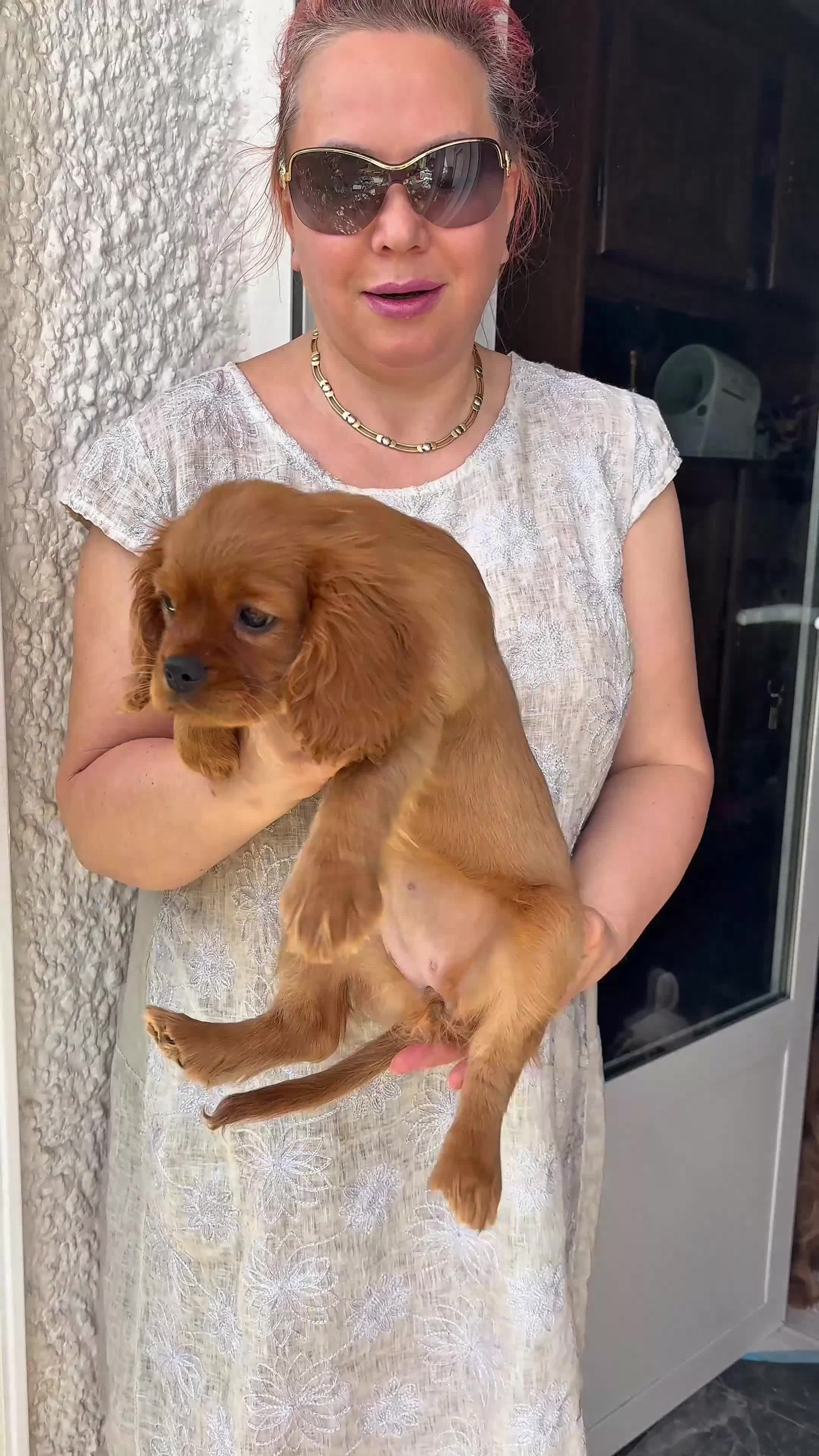 Cavalier King Charles Spaniel perros en venta: Ruby/Rubi Cavalier King Charles Spaniel  - Video 1